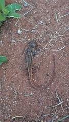 Meroles squamulosus