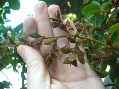 Alectryon excelsus grandis