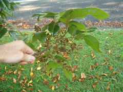 Alectryon excelsus grandis