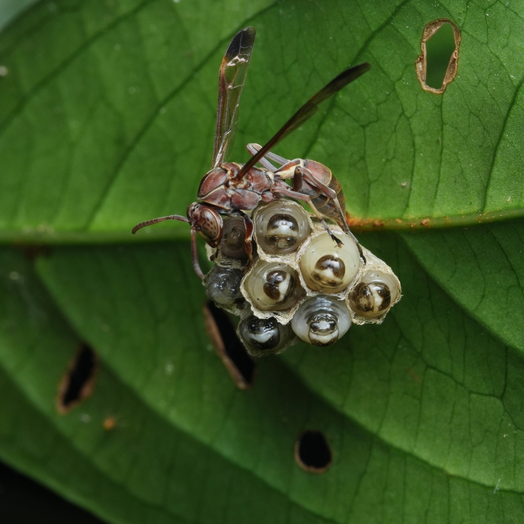 Polistes khasianus