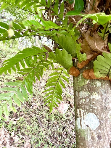 Aglaomorpha coronans iNat (2)