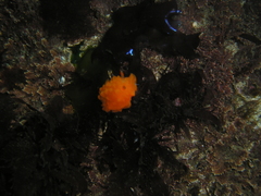 Doriopsilla pelseneeri