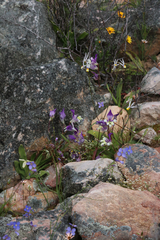 Sparaxis metelerkampiae