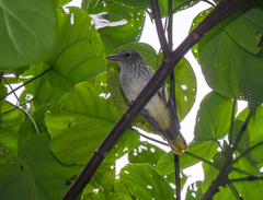 Oriolus crassirostris