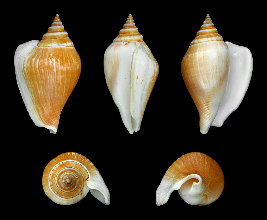common spider conch