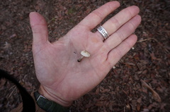 Marasmius albogriseus