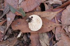 Marasmius albogriseus