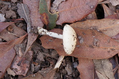 Marasmius albogriseus