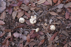 Marasmius albogriseus