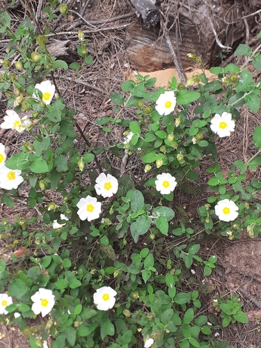Sage-leaved Rock-rose