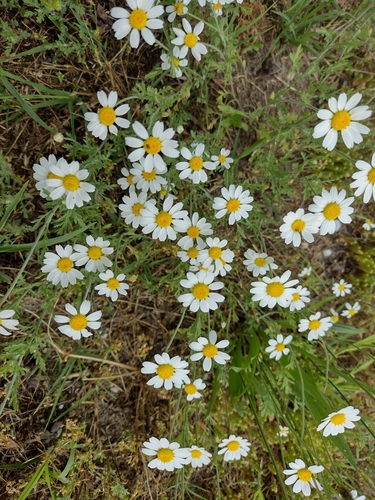 ruman rusínsky (Anthemis ruthenica)