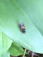 Rhingia nasica image