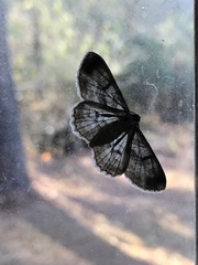 Iridopsis larvaria