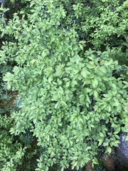 Ilex mucronata image