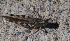 Melanoplus