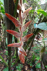 Heliconia vellerigera image