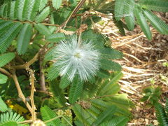 Zapoteca portoricensis