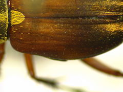 Macrodactylus sericinus