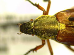 Macrodactylus sericinus