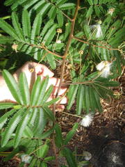 Zapoteca portoricensis