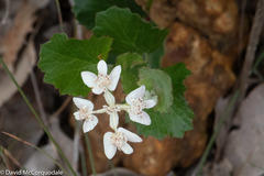 Xanthosia rotundifolia