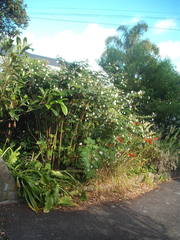 Zapoteca portoricensis