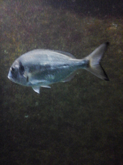 Sparus auratus