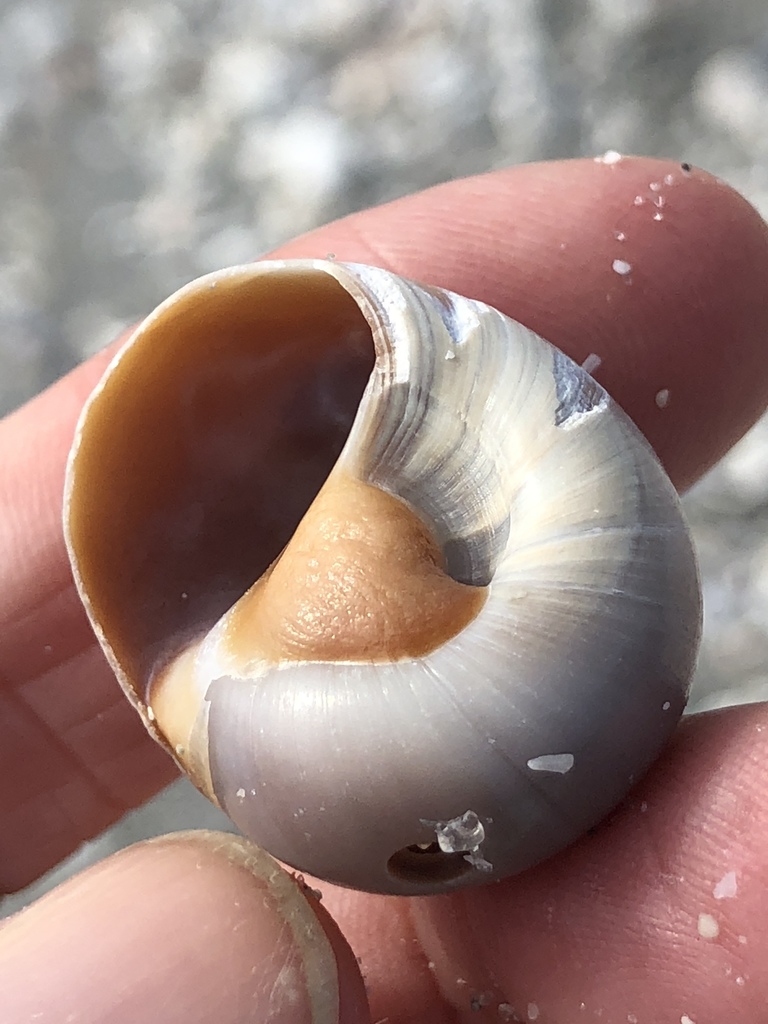 False Shark Eye