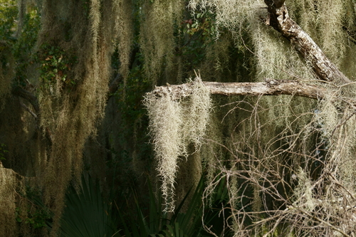Tillandsia usneoides (L.) L.