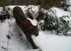 Asian Golden Cat photo 3