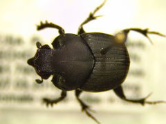 Onthophagus hecate blatchleyi