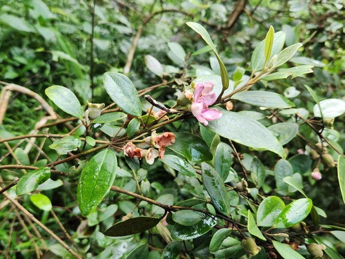Rhodomyrtus tomentosa