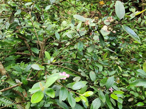 Rhodomyrtus tomentosa