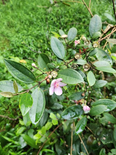 Rhodomyrtus tomentosa