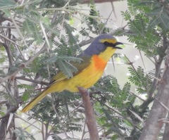 Telophorus sulfureopectus