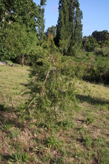 Melaleuca viminalis viminalis