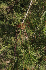 Melaleuca viminalis viminalis
