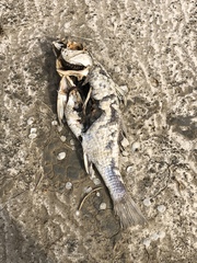 Sciaenops ocellatus