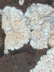 Protoparmeliopsis pinguis
