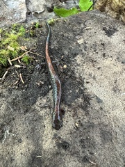 Plethodon cinereus image