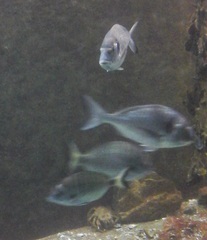 Sparus auratus