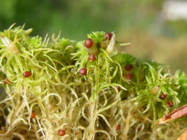 Sphagnum mosses (Genus Sphagnum) · iNaturalist