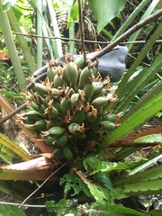 Bromelia arubaiensis