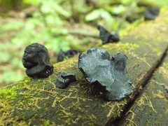 Exidia truncata image