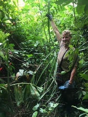 Bromelia arubaiensis