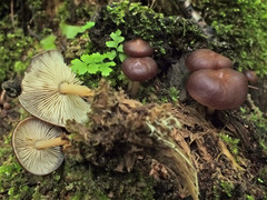 Gymnopus ocior