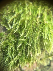 Hypnum resupinatum