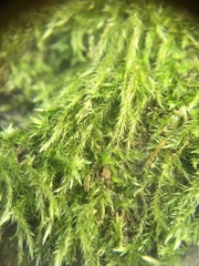 Hypnum resupinatum