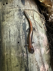 Plethodon cinereus image