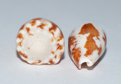 Conus regius